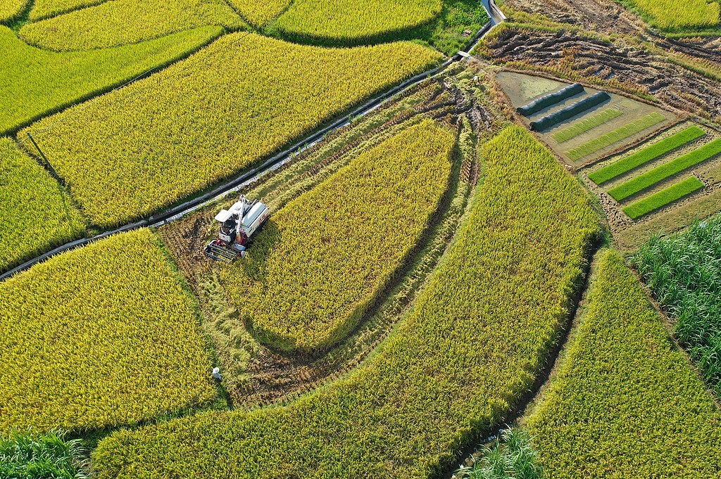 广西融水：村民驾驶收割机抢收早稻