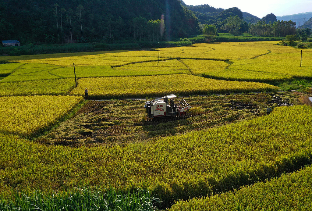 广西融水：村民驾驶收割机抢收早稻