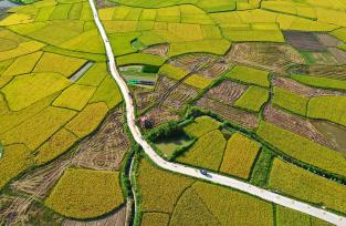 广西融水：村民驾驶收割机抢收早稻