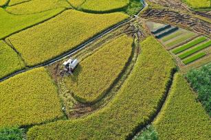 广西融水：村民驾驶收割机抢收早稻