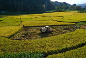 广西融水：村民驾驶收割机抢收早稻
