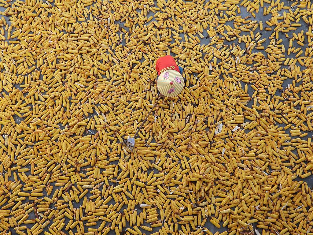 四川达州：200余万亩玉米迎丰收季