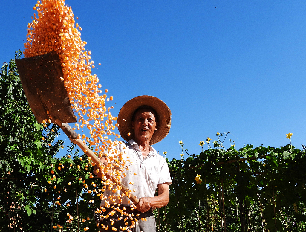 四川达州：200余万亩玉米迎丰收季