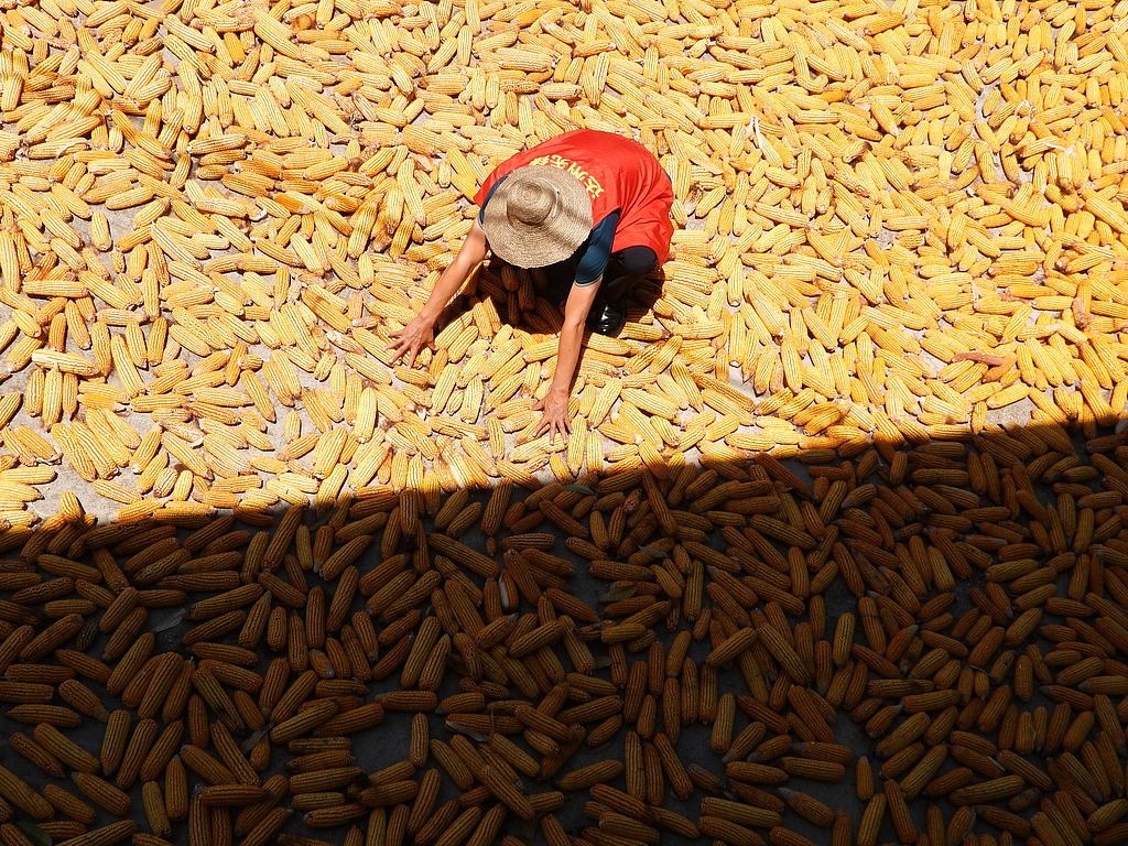 四川达州：200余万亩玉米迎丰收季