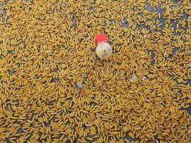 四川达州：200余万亩玉米迎丰收季