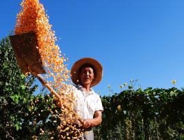 四川达州：200余万亩玉米迎丰收季