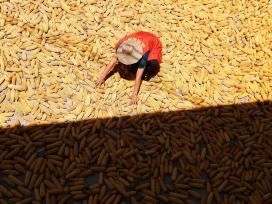 四川达州：200余万亩玉米迎丰收季