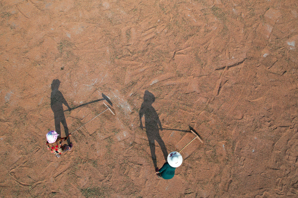 四川内江：农民抢抓晴好天气晾晒高粱