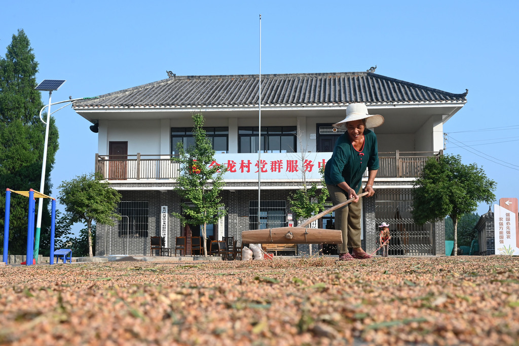 四川内江：农民抢抓晴好天气晾晒高粱