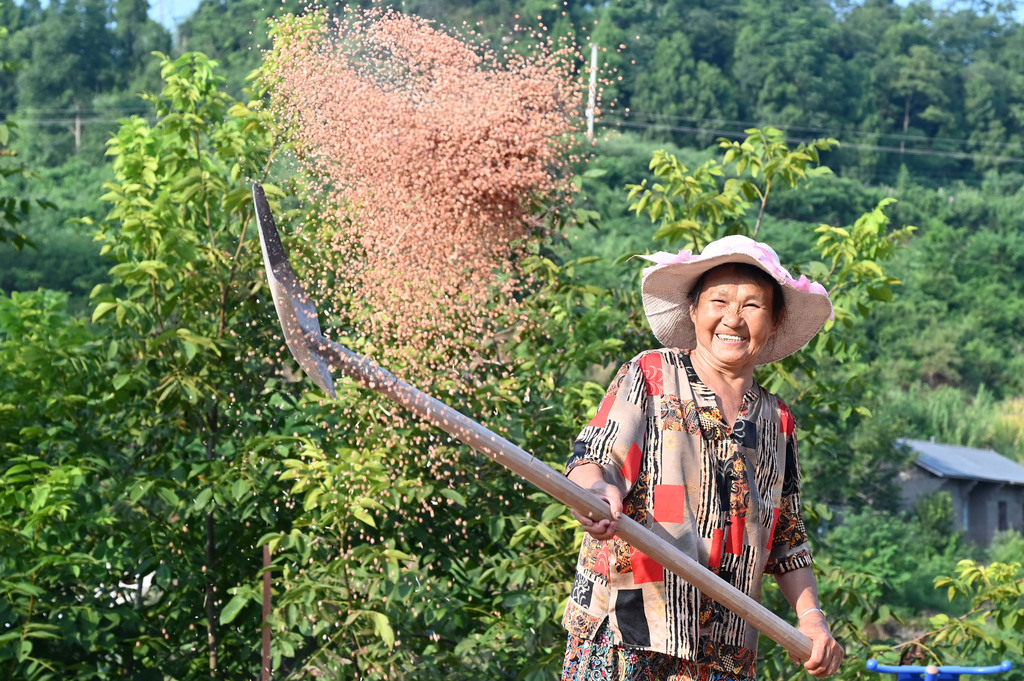 四川内江：农民抢抓晴好天气晾晒高粱