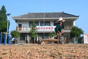 四川内江：农民抢抓晴好天气晾晒高粱