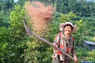 四川内江：农民抢抓晴好天气晾晒高粱