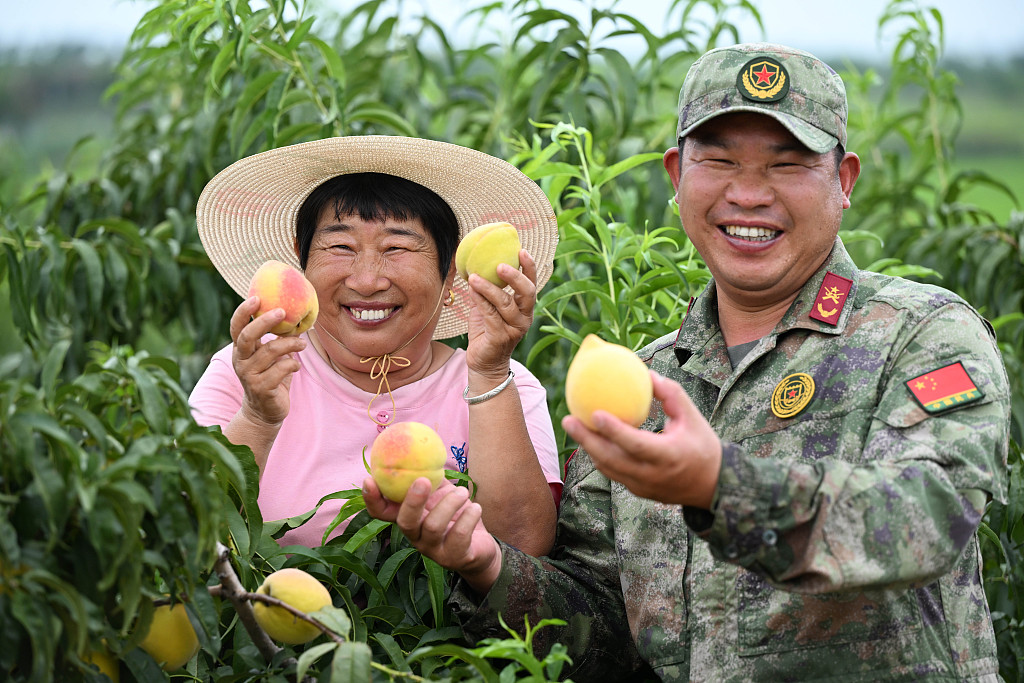 安徽庐江：民兵帮助果农采收黄桃