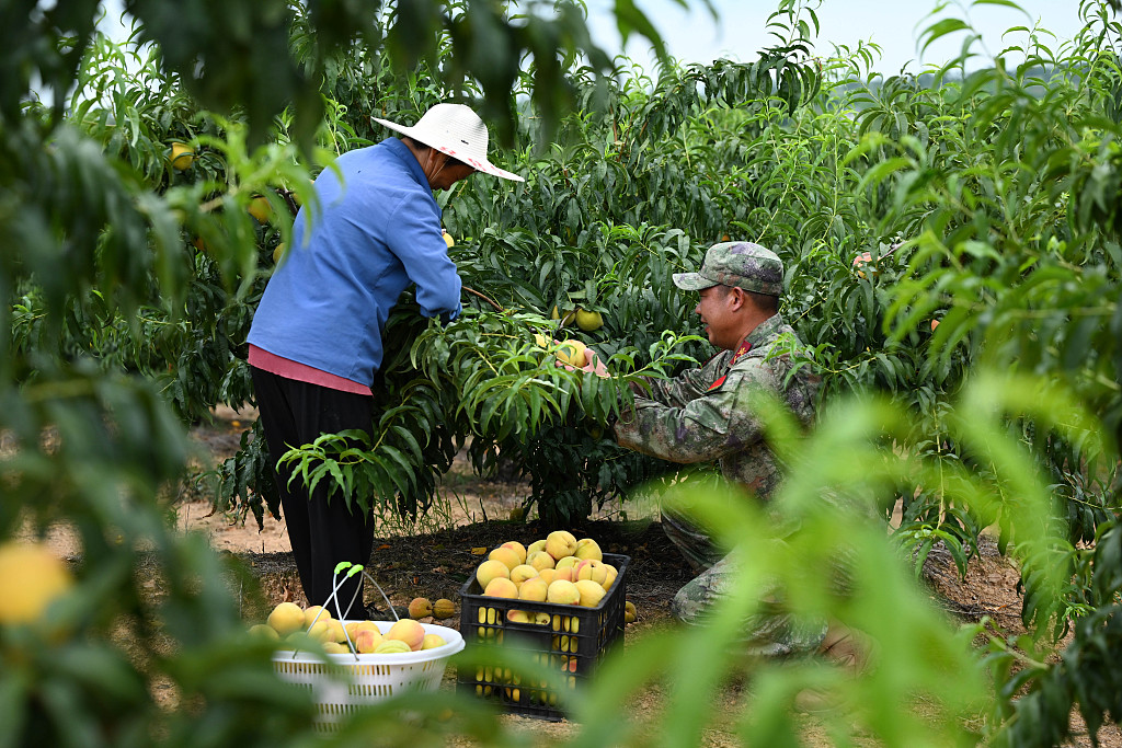 安徽庐江：民兵帮助果农采收黄桃
