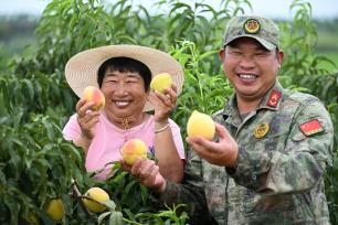 安徽庐江：民兵帮助果农采收黄桃