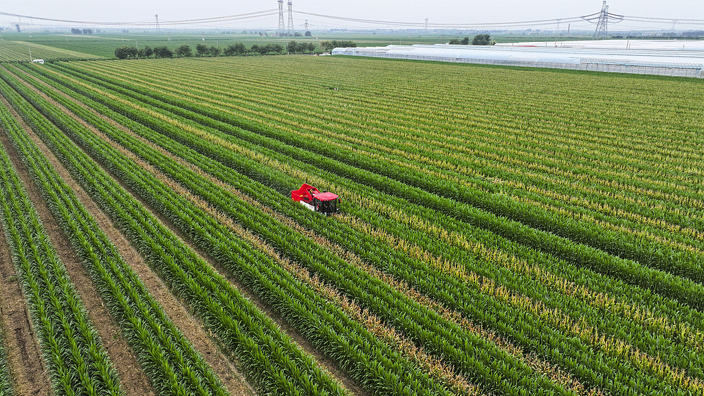 山东东营：农民驾驶联合收割机收割玉米