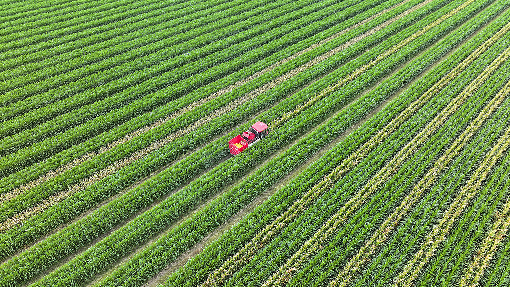 山东东营：农民驾驶联合收割机收割玉米