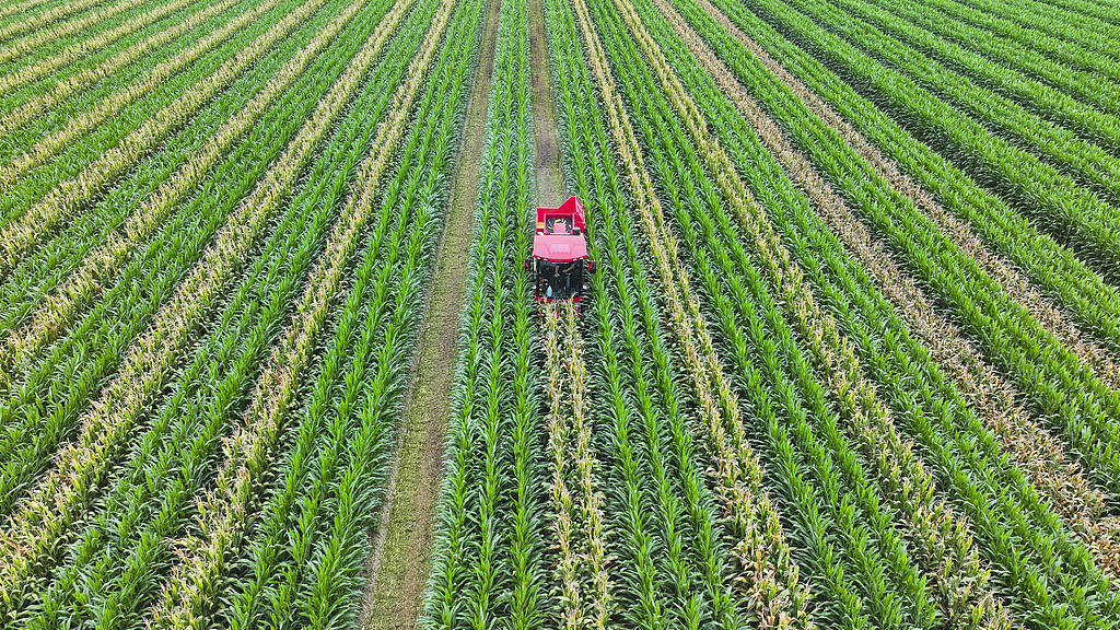 山东东营：农民驾驶联合收割机收割玉米