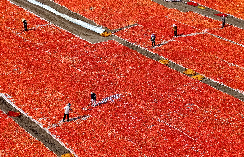 安徽亳州：村民抢抓晴好天气晾晒辣椒