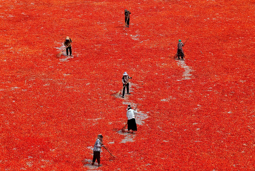 安徽亳州：村民抢抓晴好天气晾晒辣椒