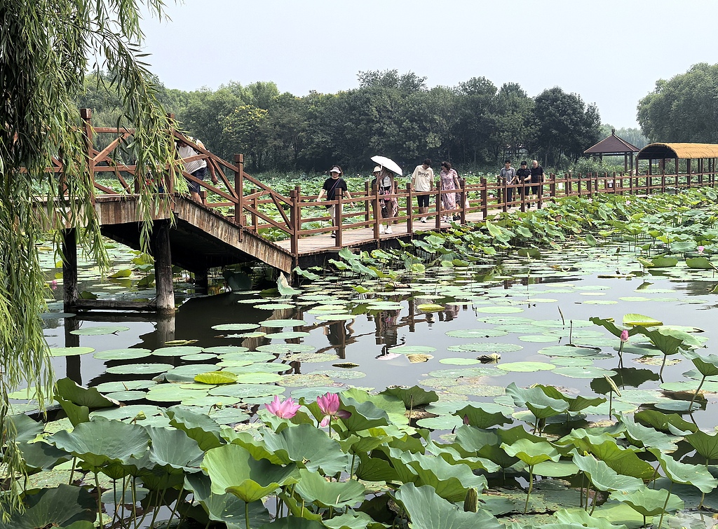 河北雄安：游客漫步白洋淀栈桥赏夏荷