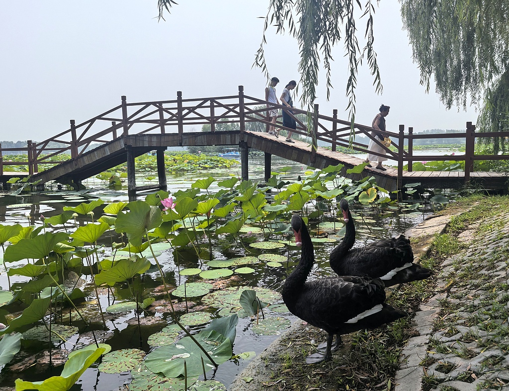 河北雄安：游客漫步白洋淀栈桥赏夏荷