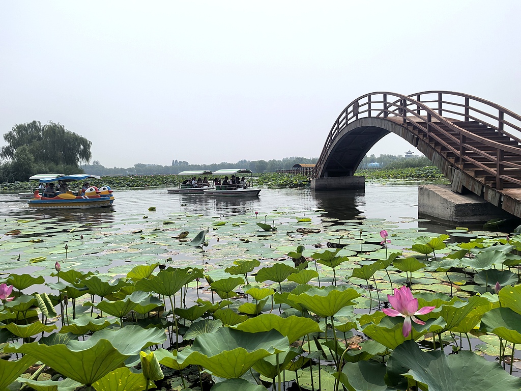 河北雄安：游客漫步白洋淀栈桥赏夏荷