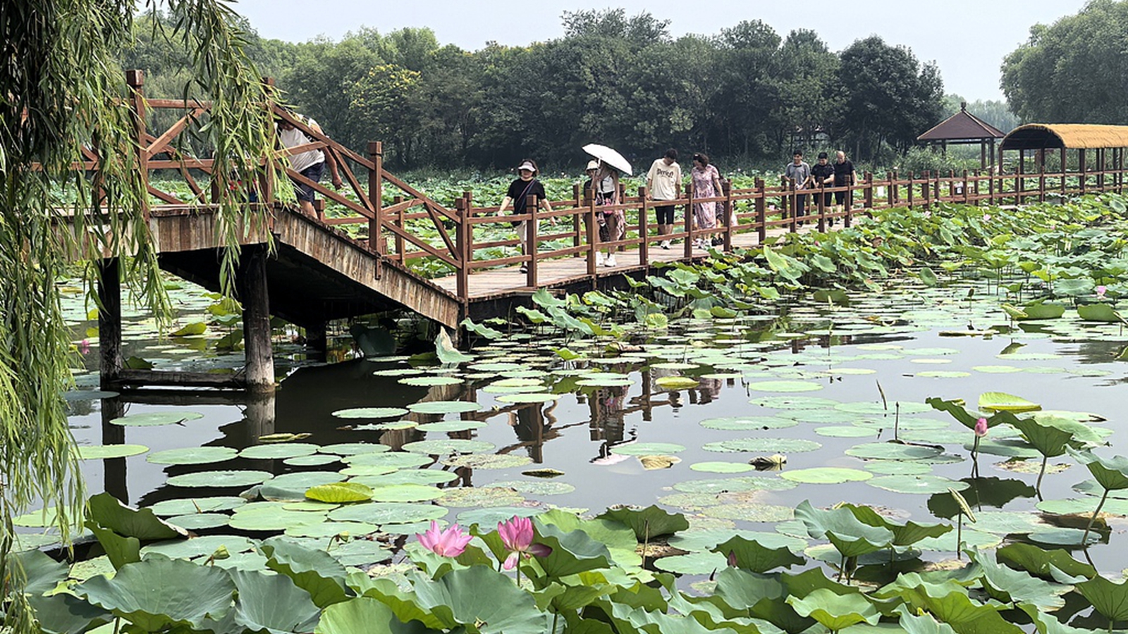 河北雄安：游客漫步白洋淀栈桥赏夏荷