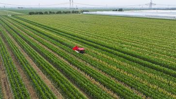 山东东营：农民驾驶联合收割机收割玉米