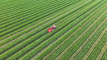 山东东营：农民驾驶联合收割机收割玉米