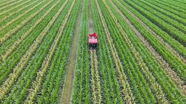 山东东营：农民驾驶联合收割机收割玉米