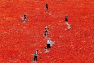 安徽亳州：村民抢抓晴好天气晾晒辣椒