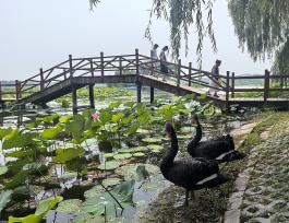 河北雄安：游客漫步白洋淀栈桥赏夏荷