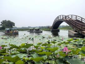 河北雄安：游客漫步白洋淀栈桥赏夏荷