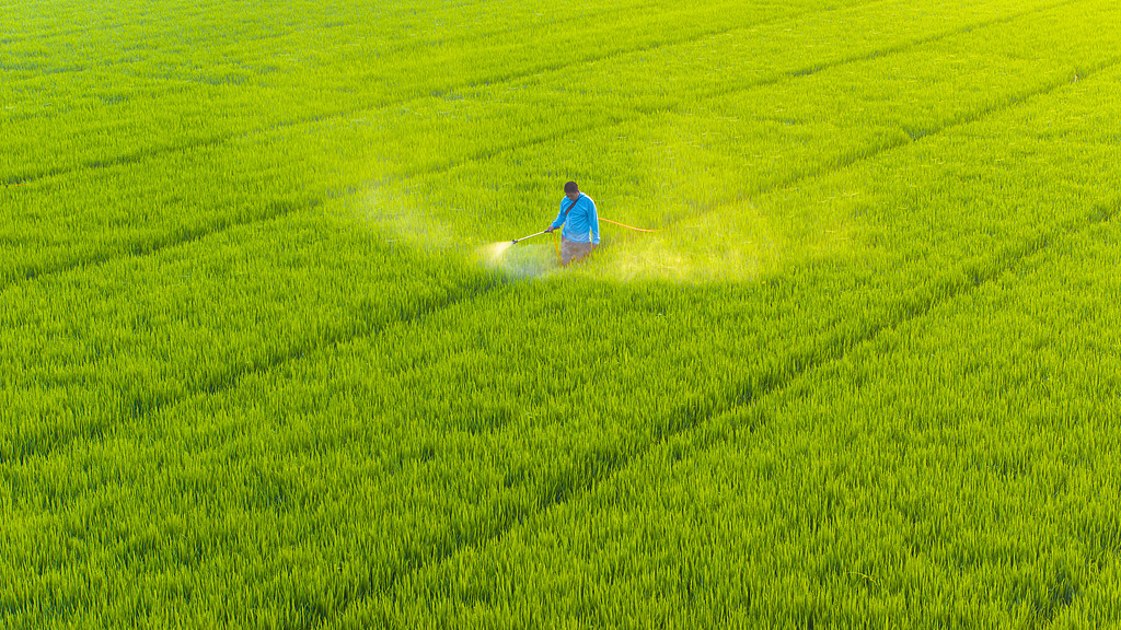 江苏宿迁：农户利用气泵机喷洒农药