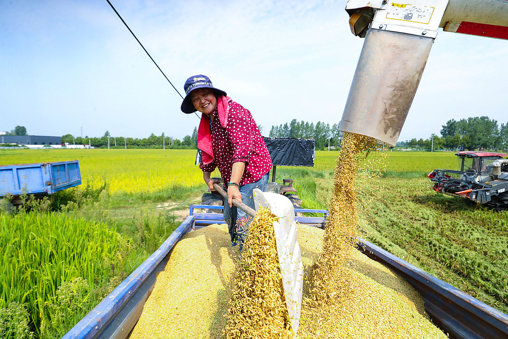 河南光山稻谷飘香 田间地头奏响“丰收曲”