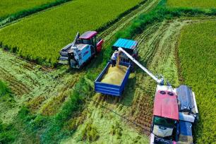 河南光山稻谷飘香 田间地头奏响“丰收曲”