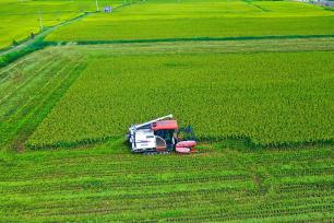 河南光山稻谷飘香 田间地头奏响“丰收曲”