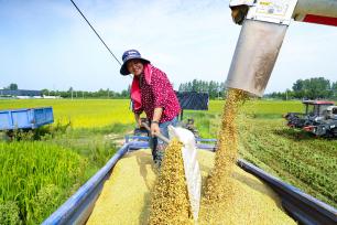 河南光山稻谷飘香 田间地头奏响“丰收曲”
