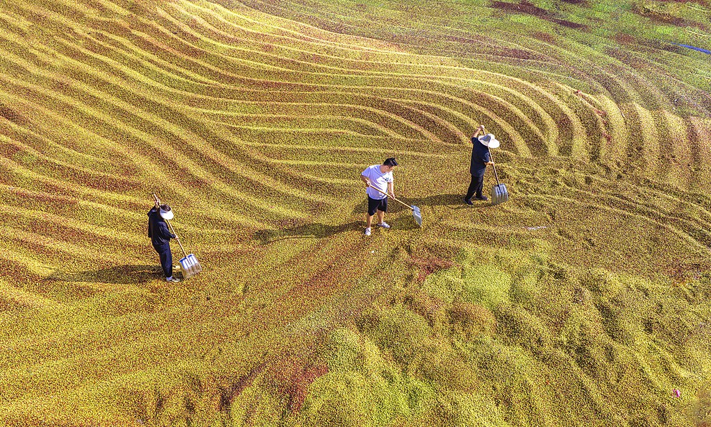 山西运城：农民在晒场翻晒酸枣