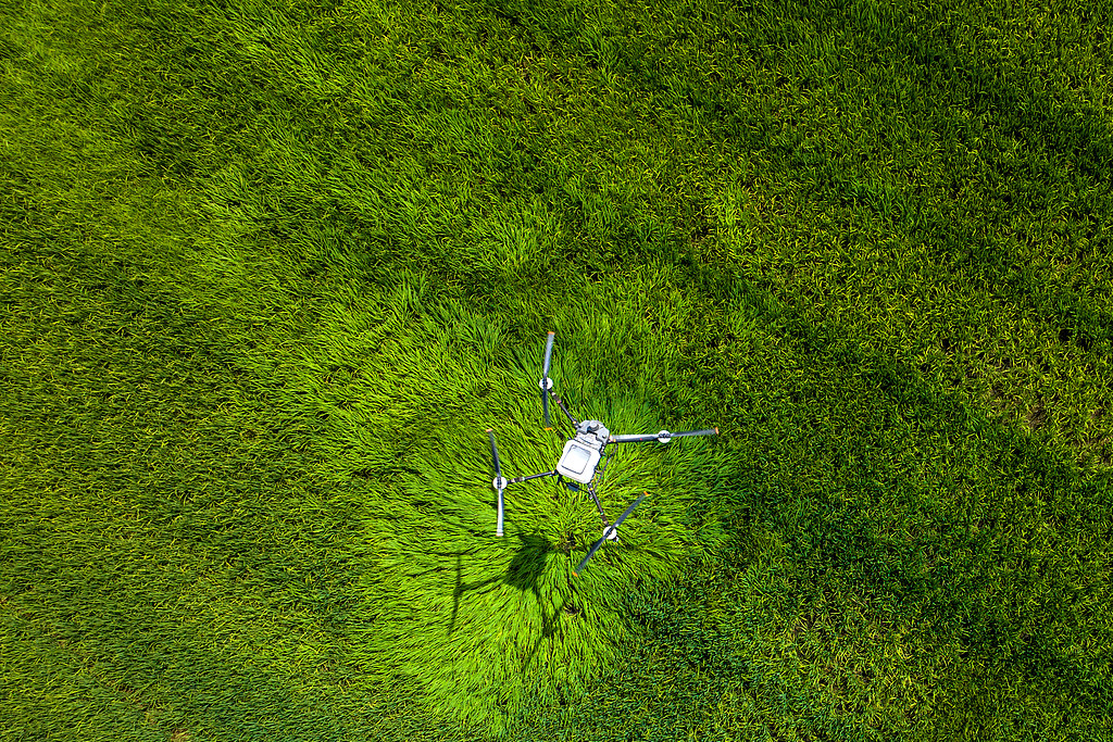 浙江湖州：无人机在水稻田进行植保作业