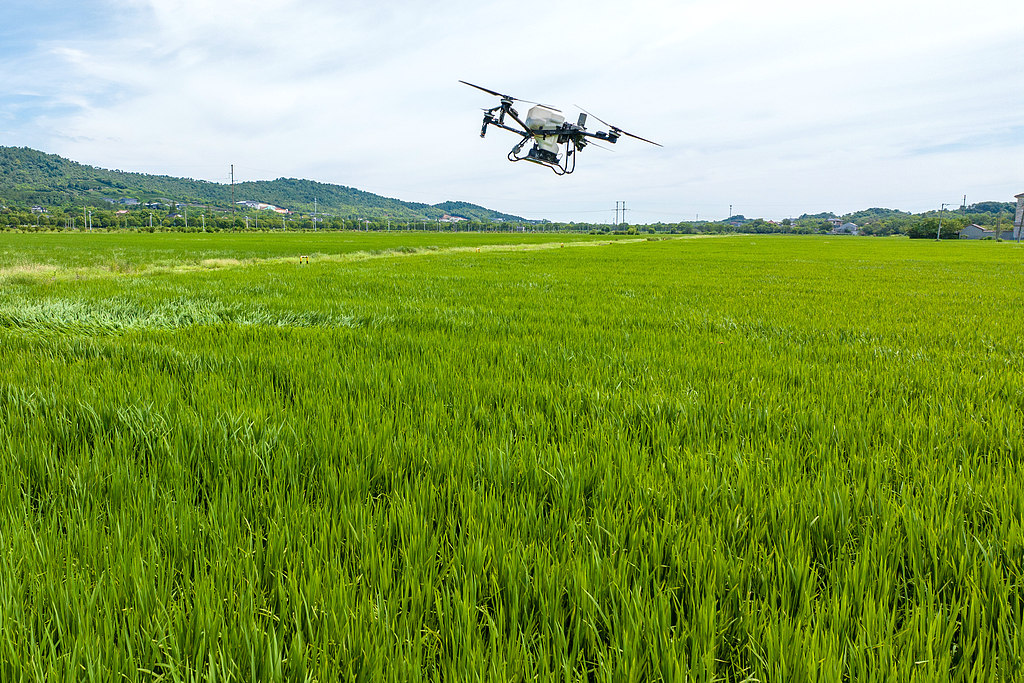 浙江湖州：无人机在水稻田进行植保作业