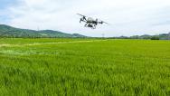 浙江湖州：无人机在水稻田进行植保作业