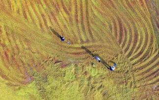 山西运城：农民在晒场翻晒酸枣