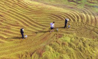 山西运城：农民在晒场翻晒酸枣
