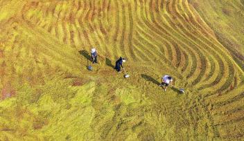 山西运城：农民在晒场翻晒酸枣