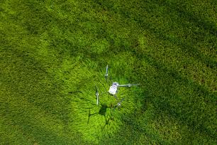 浙江湖州：无人机在水稻田进行植保作业