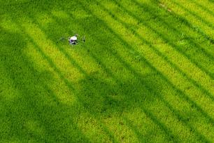 浙江湖州：无人机在水稻田进行植保作业