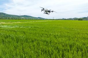 浙江湖州：无人机在水稻田进行植保作业