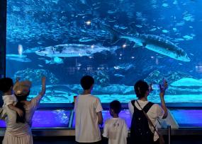 北京：小朋友畅游海洋世界 享快乐暑假